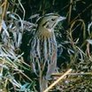 Henslow's Sparrow